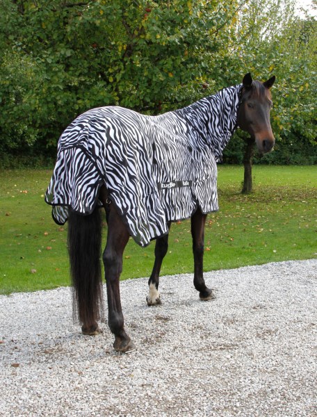 vliegdeken zebra